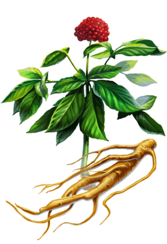 Ginseng