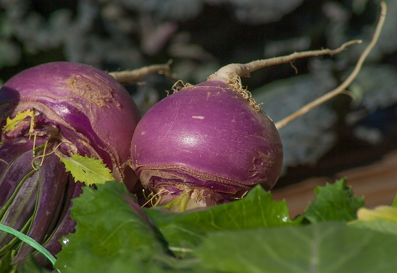Turnip for potency